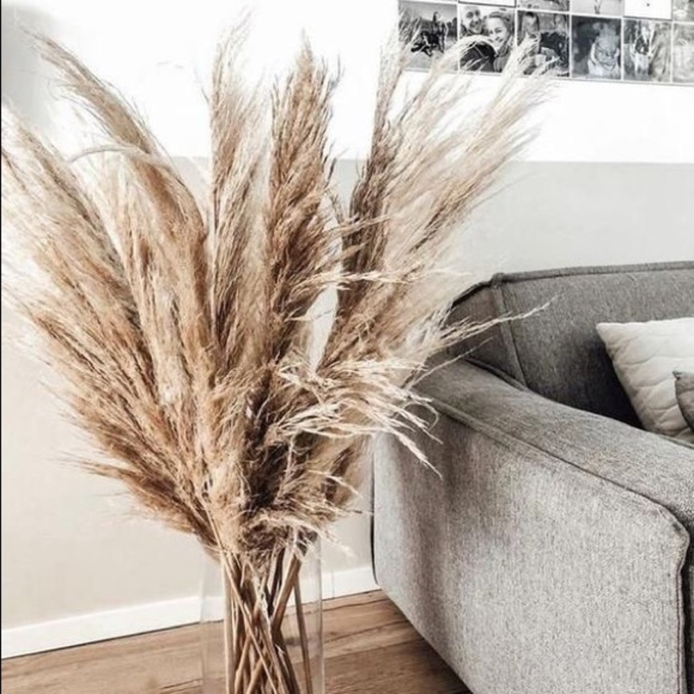 Pampas Grass